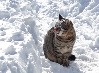 gray cat in the snow