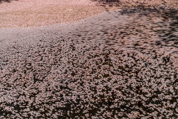 弘前公園の桜の花びらの流れ