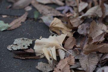mushrooms in the forest