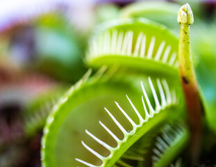 The spiked jaws of a venus fly trap plant. © Peter Greenway