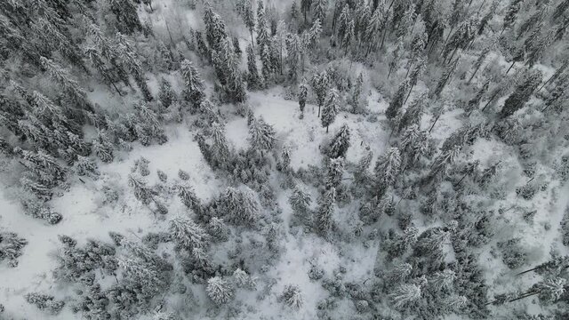 Aerial view of a frozen forest with snow covered trees at winter. Flight above winter forest in Finland, top view.