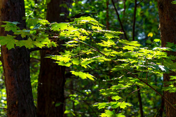 Green maple leaves background in summer sunny day.