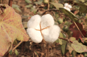 Cotton balls on the plant ready to be harvest