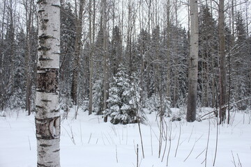 Fototapeta premium winter russian forest snow trees