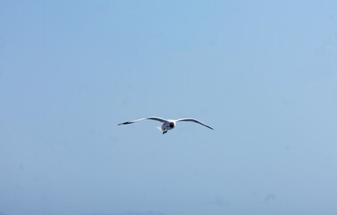 seagull flying over the sea in the sky