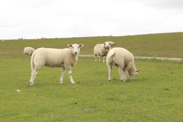 Obraz premium Schafe