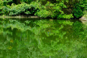 Fototapeta premium Munnar, forest, Kerala, winter, forest
