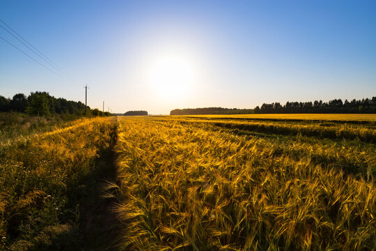 Beautiful summer sunset in a wheat field. The idea of a rich harvest.