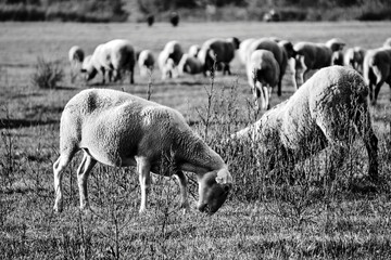 A herd of sheep grazing in a meadow in the Warta River backwaters