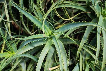 Aloe Vera plant detail