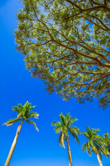 tree. preservation of nature and environment