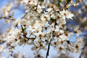 Spring cherry twigs with blooming white flowers Background with blooming flowers on a spring day. Beautiful cherry color close-up.