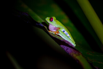 Red eye tree frog on a leaf in Costa rica