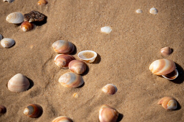 Fototapeta na wymiar Beautiful seashells lie on the wet sand.