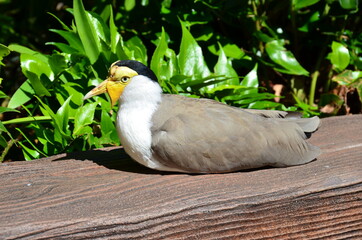 Yellow-billed bird on a wooden beam