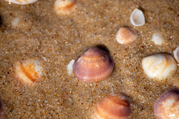 Beautiful seashells lie on the wet sand.