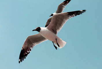 seagull flying in the sky