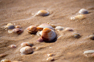 Beautiful seashells lie on the wet sand.