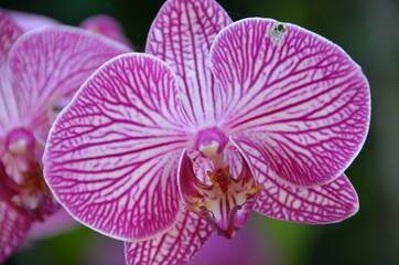 Fototapeta na wymiar Adorable orchid flower in the garden