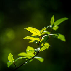 Beautiful, fresh leaves of the bird cherry tree in the spring. Natural sceney with shallow depth of field. Spring leaves in Northern Europe.