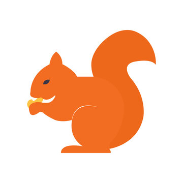 Cute orange squirrel sitting and eating nuts on white