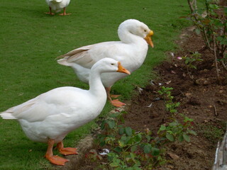 white goose on the grass