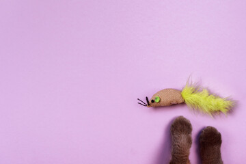 Cat's paws and a toy mouse on the violet background. Copy space. Items, products and toys for pet. Pet shop concept. 
