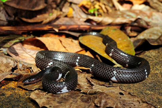 Sri Lanka Wolfsnatter // Sri Lankan Wolf Snake (Lycodon carinatus)