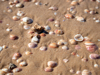 Beautiful seashells lie on the wet sand.