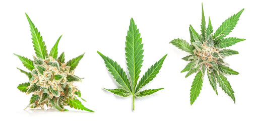 Medical marijuana leaf with trichomes  isolated on white background