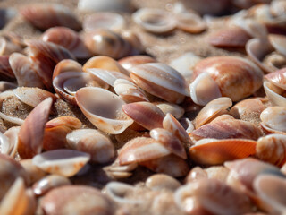 Beautiful seashells lie on the wet sand.