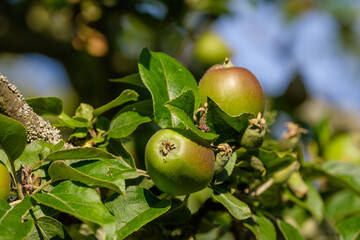Zwei schöne (noch unreife) Äpfel wachsen an einem Apfelbaum im Sommer an einem Zweig mit grünen Blättern