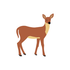 Cute brown faun on a white backdrop