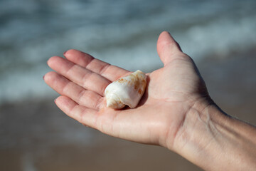 Shell in the hand of a man