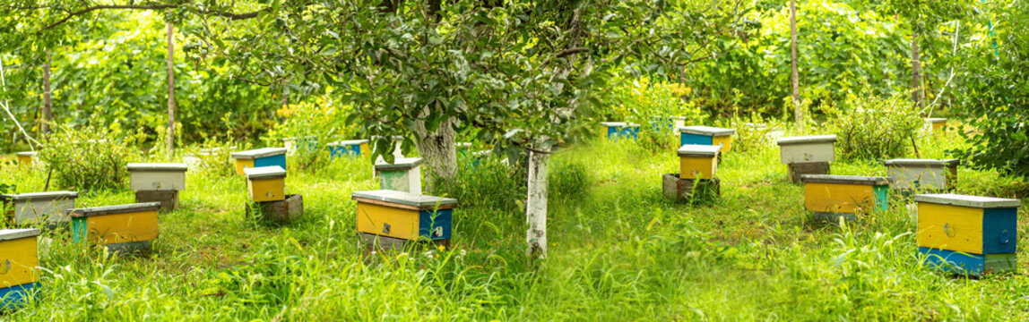 Banner Lots of little yellow nuc, nuc hive among grass in spring. inseminators Apiary . Bee families with fertile breeding queen be in separate nucleus. Small single-hull hives for breeding queen bee