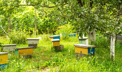 Lots of little yellow nuc, nuc hive among grass in spring. inseminators Apiary . Bee families with fertile breeding queen be in separate nucleus. Small single-hull hives for breeding queen bee