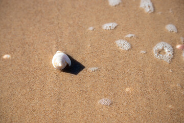 Fototapeta na wymiar Beautiful seashells lie on the wet sand.