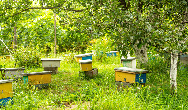 Lots of little yellow nuc, nuc hive among grass in spring. inseminators Apiary . Bee families with fertile breeding queen be in separate nucleus. Small single-hull hives for breeding queen bee