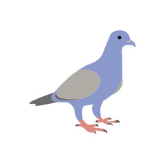pigeon bird vector illustration on white backdrop