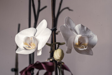 orchid on a table