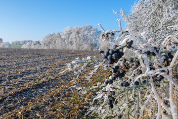Winterlandschaft in der Kälte an einem Wintermorgen - Schlehen mit Raureif / Früchte des...