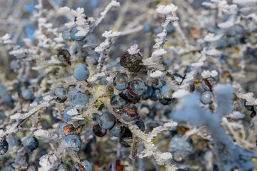 Schlehen mit Raureif / Früchte des Schlehdorn (lat.: Prunus spinosa) in einer vereisten...