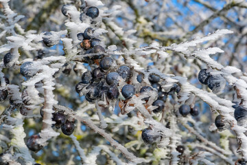 Schlehen mit Raureif und schönen Eiskristallen / Früchte des Schlehdorn (lat.: Prunus spinosa) in einer vereisten Schlehenhecke im Winter bei Frost