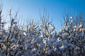 Branches of trees in the snow against the blue sky
