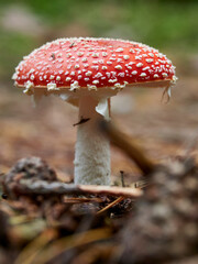 Roter Fliegenpilz, Amanita muscaria