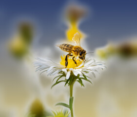 Bee collecting nectar at a white aster blossom