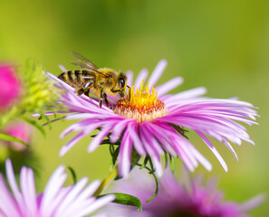 Bee collecting nectar at a pink aster blossom