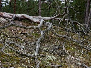 Mystischer Darßer Urwald, Nationalpark Vorpommersche Boddenlandschaft, Mecklenburg Vorpommern, Deutschland