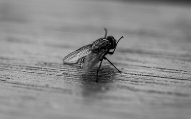 Close up of a fly