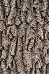 Tree trunk bark texture. Portrait format filled frame
